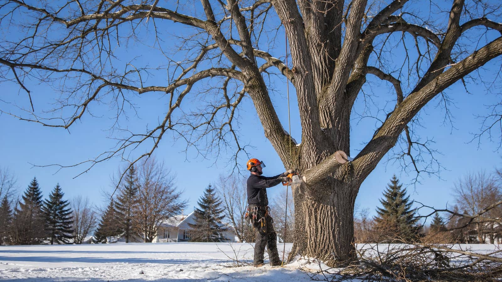When to Prune Oak Trees in Wisconsin (and How to Avoid Oak Wilt)