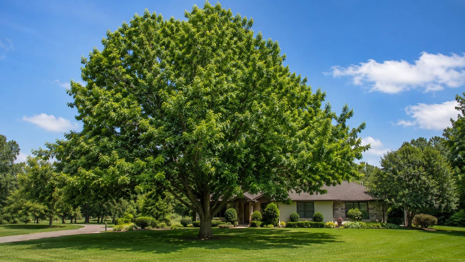 The Best Shade Trees to Plant Around Eau Claire