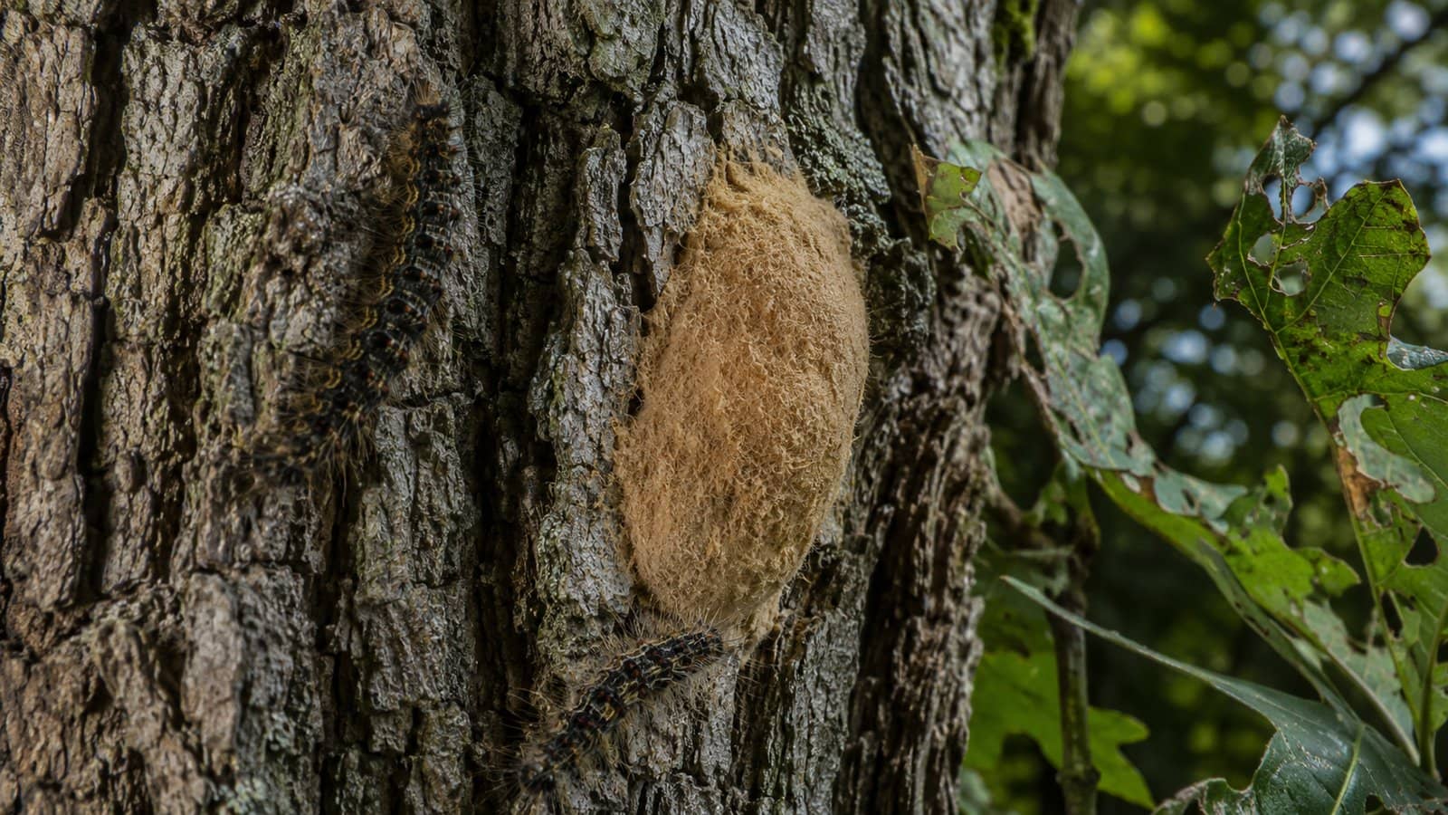 Spongy Moth in Wisconsin: What Chippewa Valley Homeowners Should Know