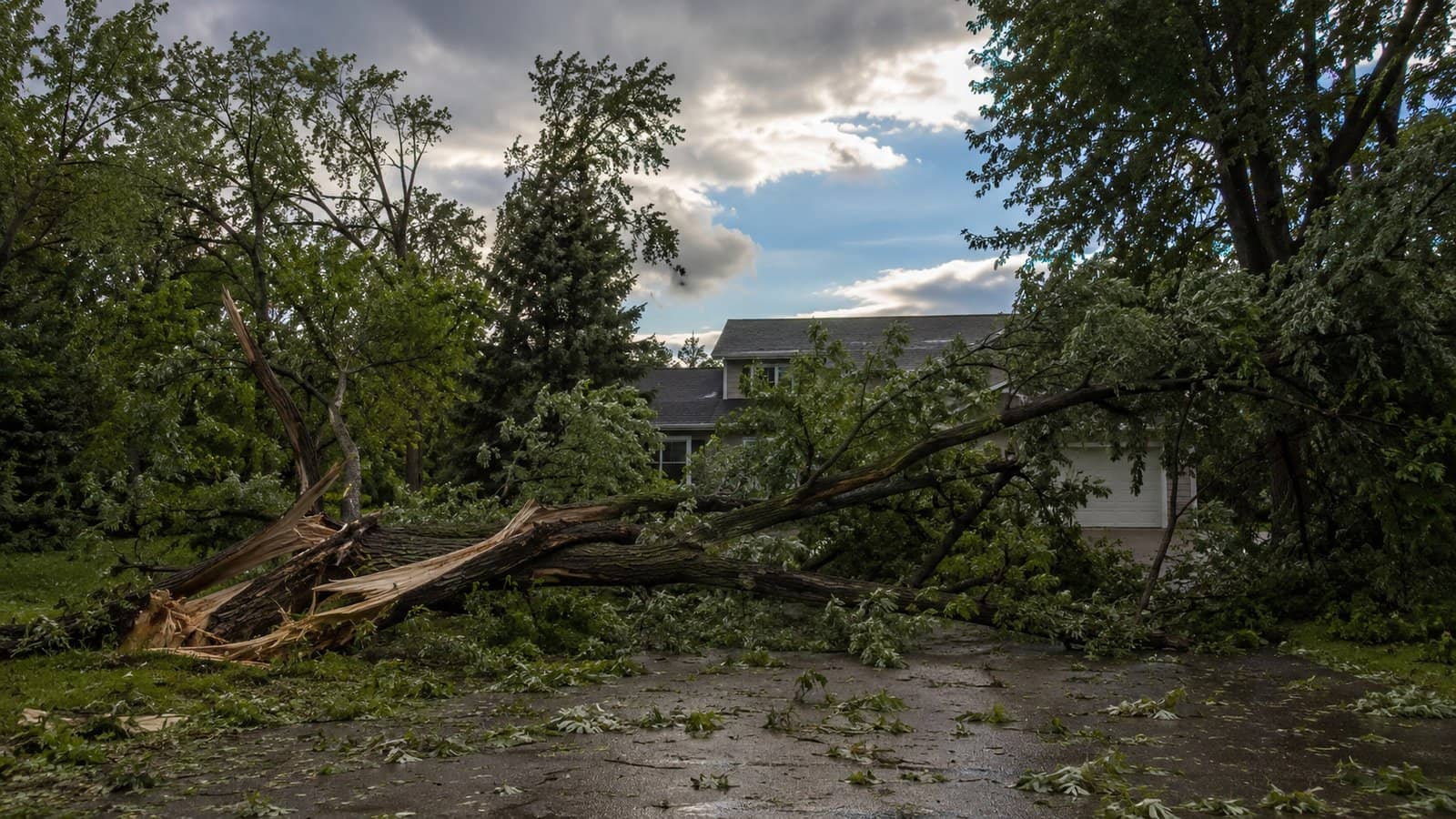 What to Do When a Storm Damages Your Trees