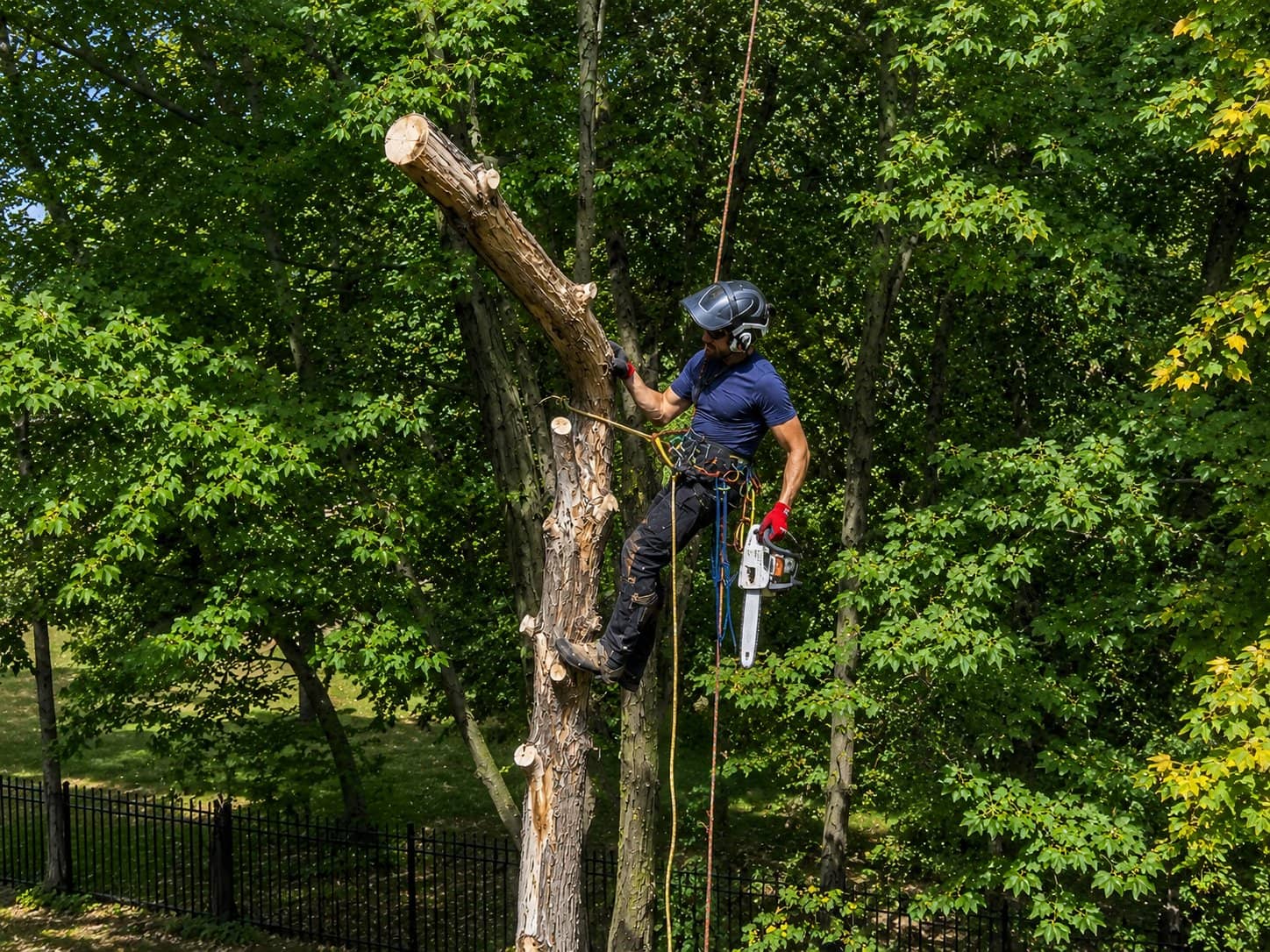 Wellner Arboriculture tree service in Holcombe, WI