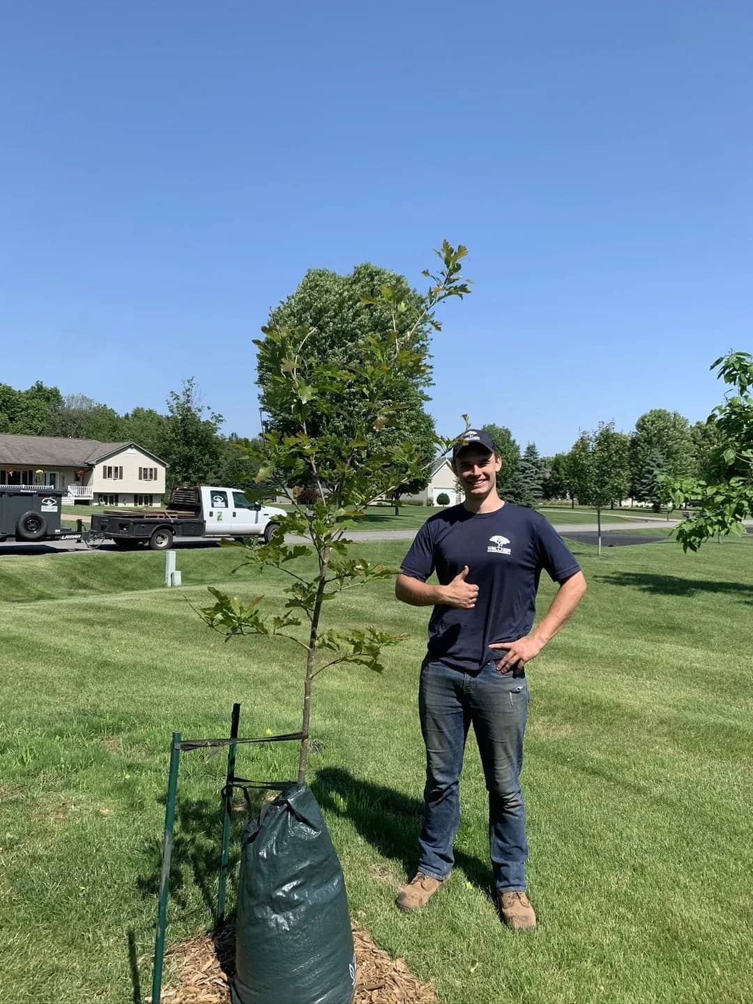 Arborist beside a newly planted tree with a watering bag.