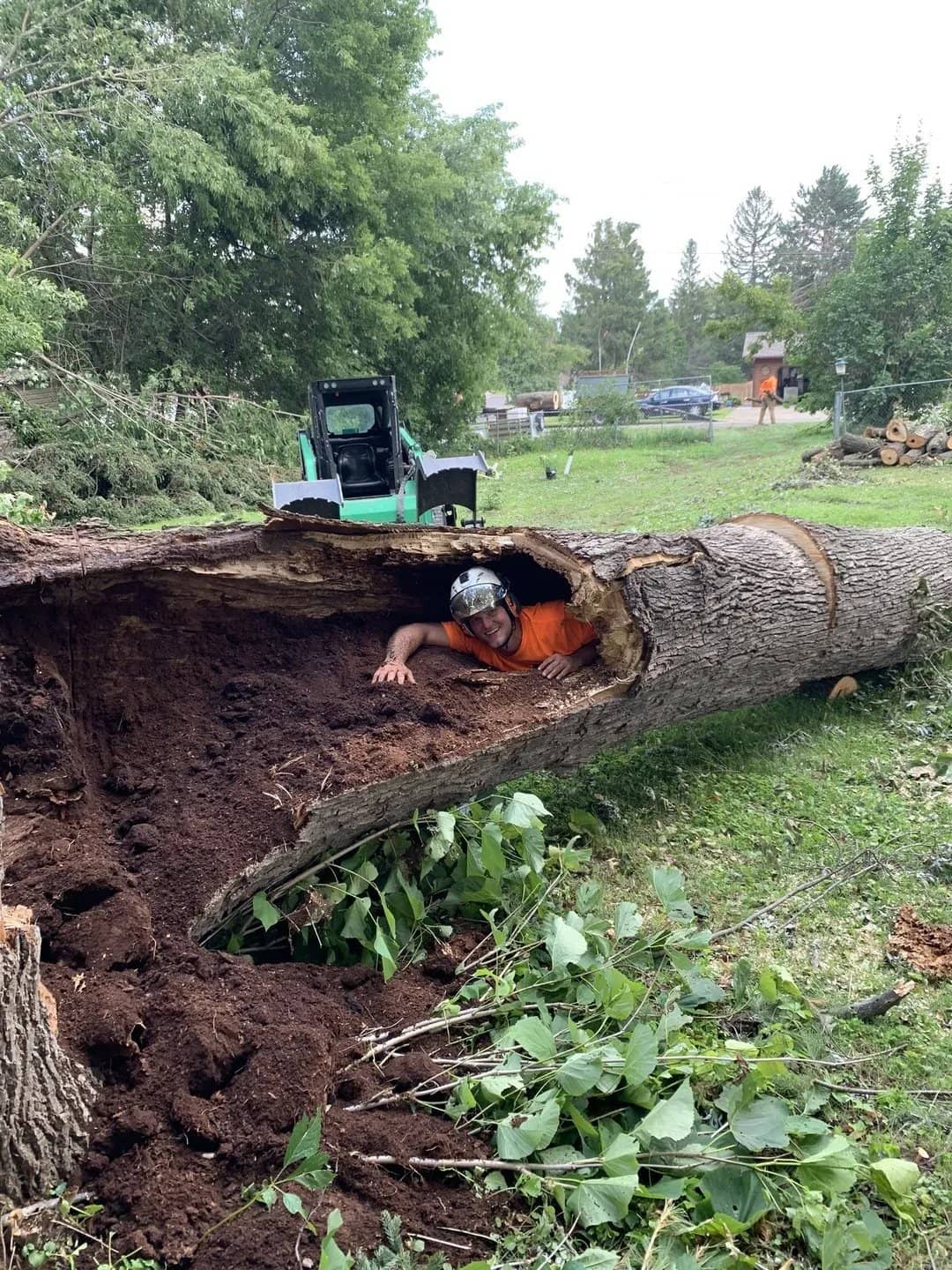 Helmeted arborist inside a large hollow fallen tree trunk.