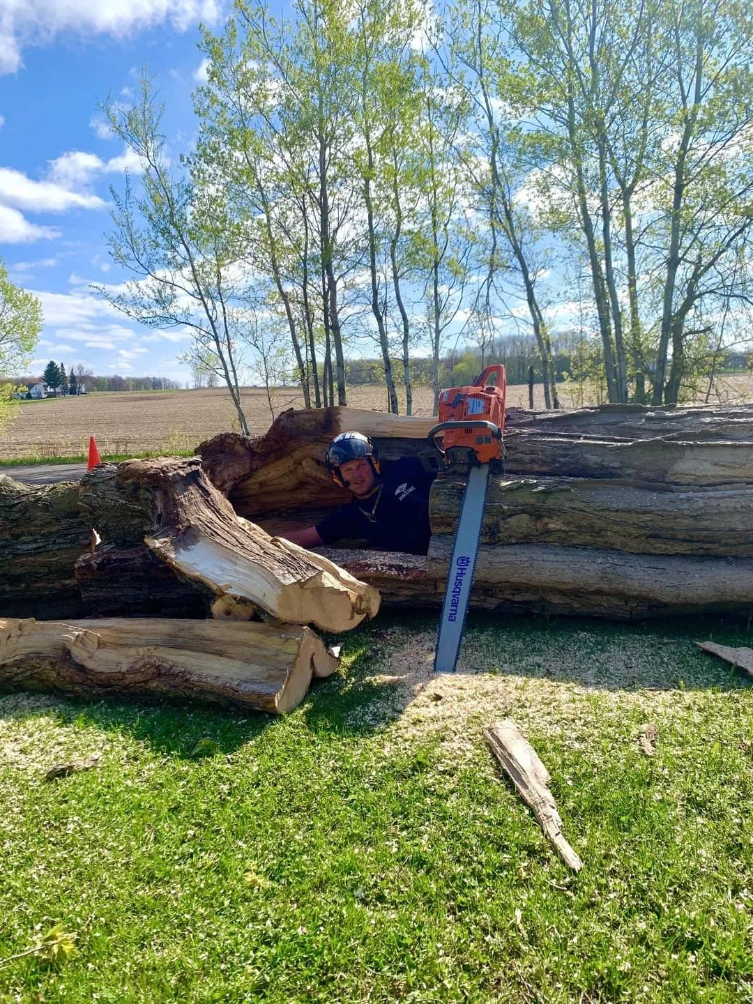 Cut logs and a large chainsaw on a lawn.