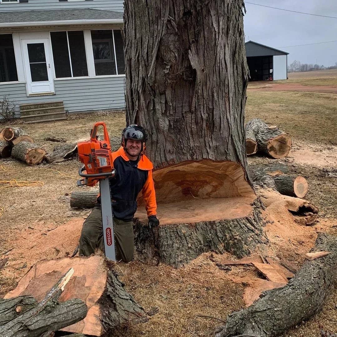 Arborist beside a large trunk with a deep felling notch.