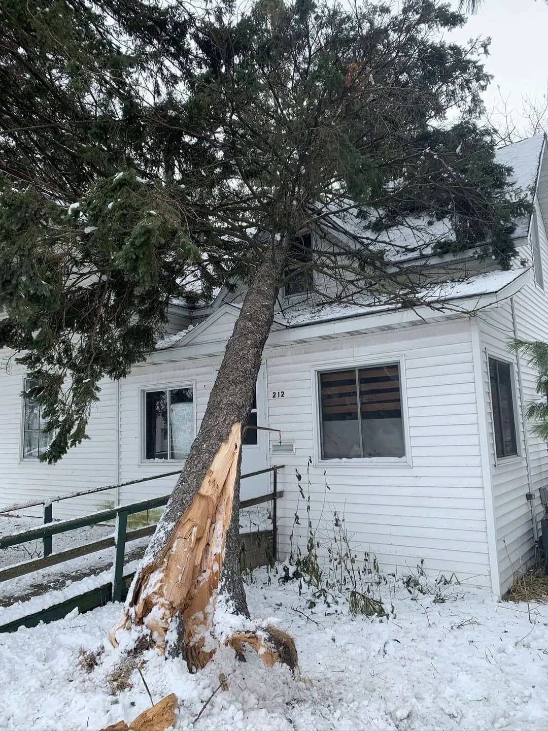 Split trunk of a leaning evergreen beside a snow-covered house.