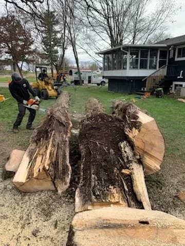 Large trunk split open to reveal hollow, decayed wood.