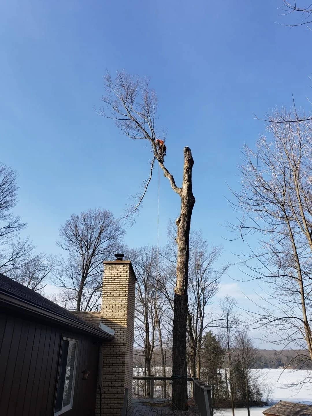 Climber near the top of a stripped tree trunk beside a house.