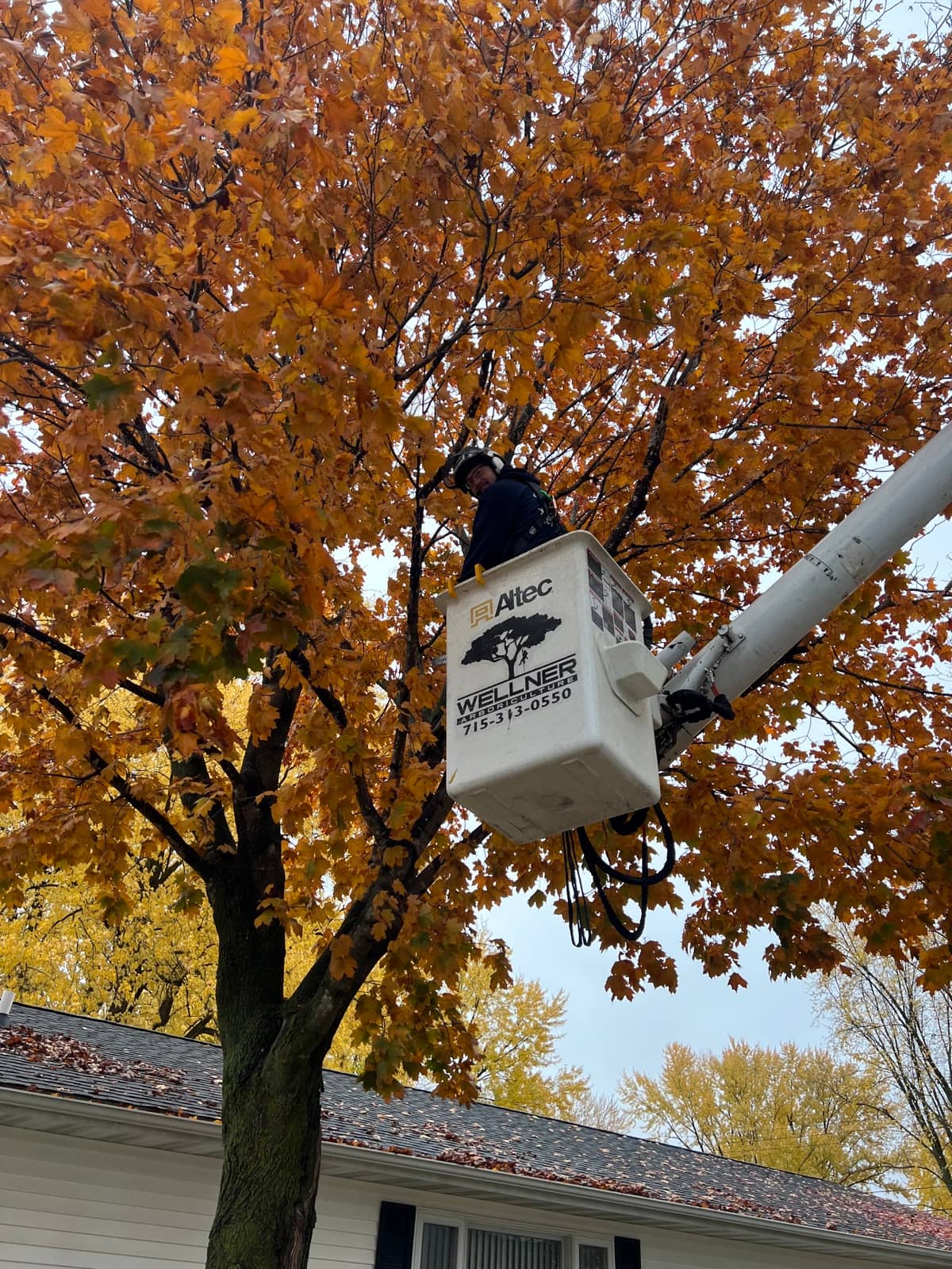 Arborist in a raised bucket among orange autumn leaves.
