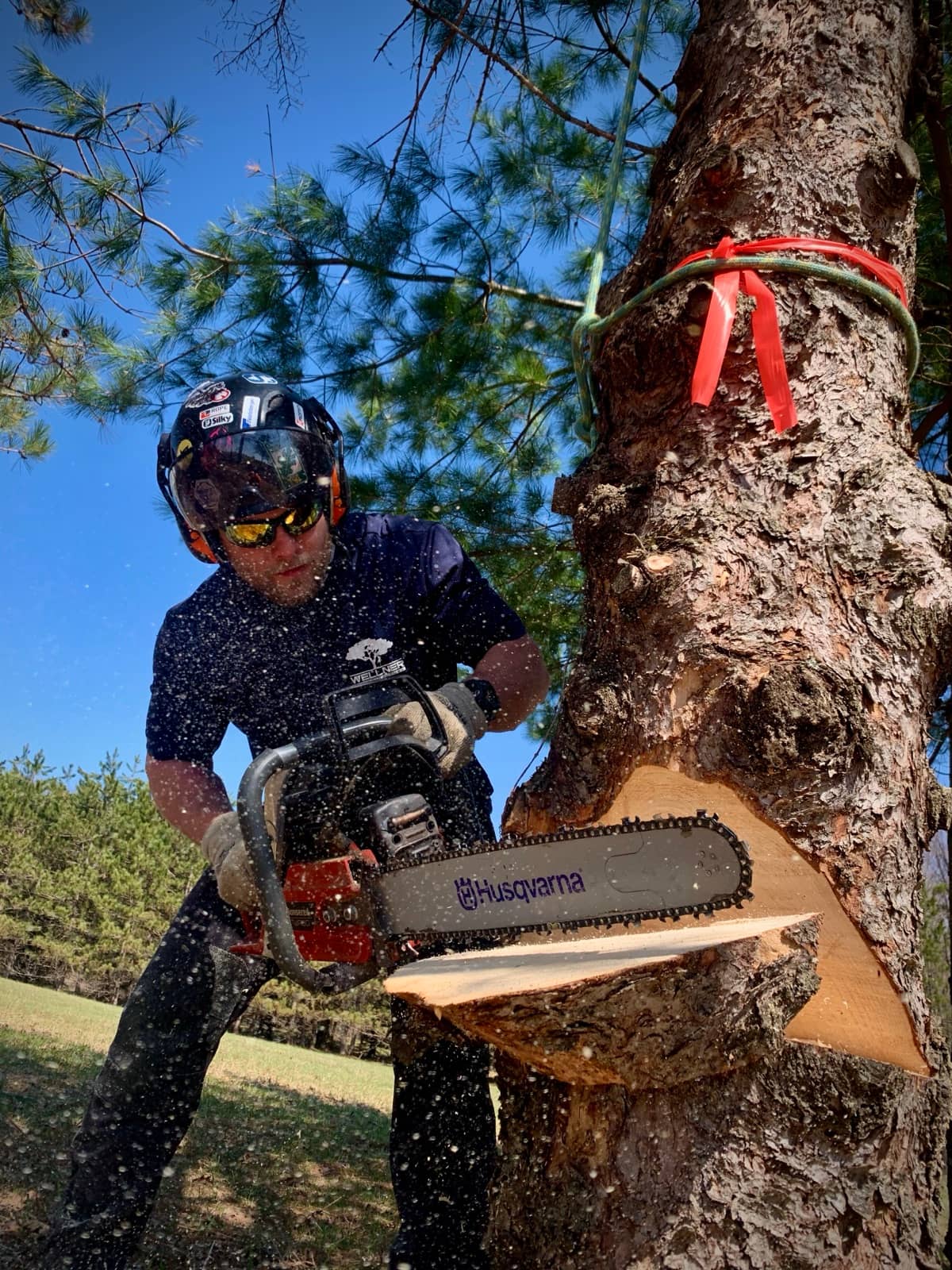Arborist cutting a notch into a tree trunk.
