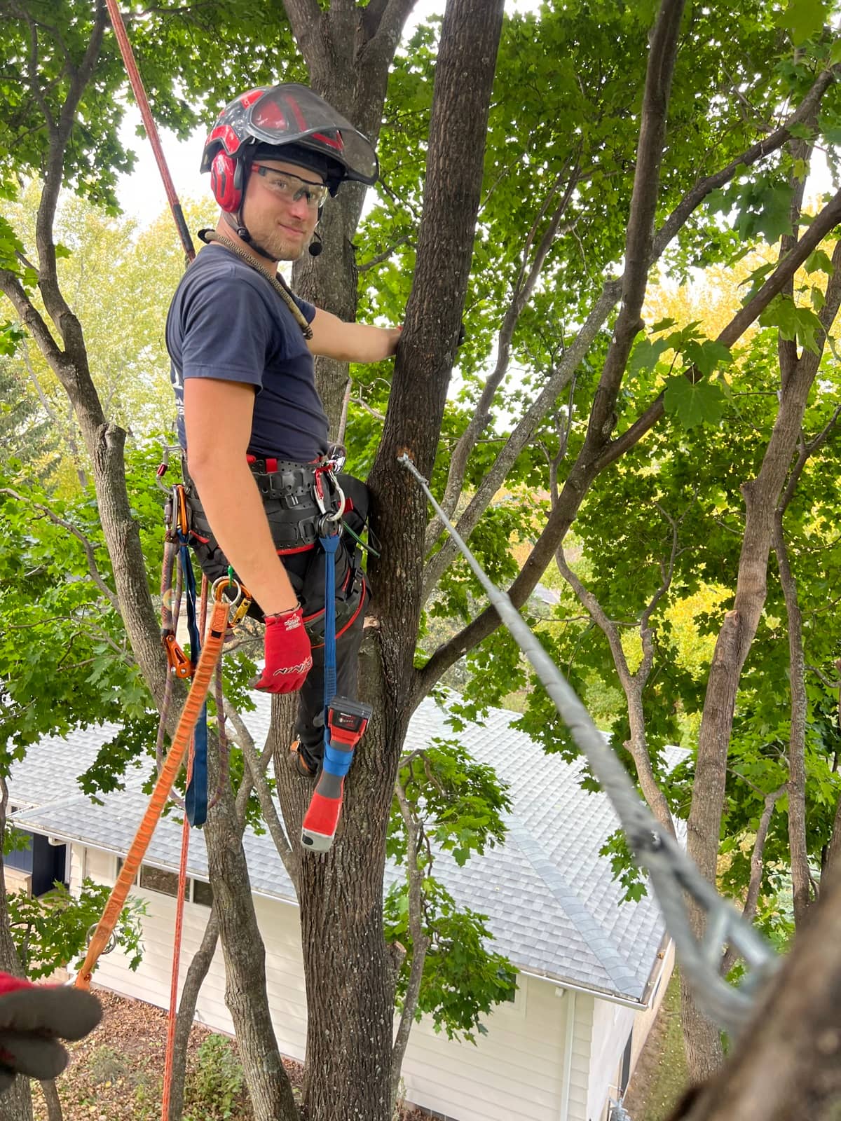Helmeted tree climber secured by ropes among leafy branches.