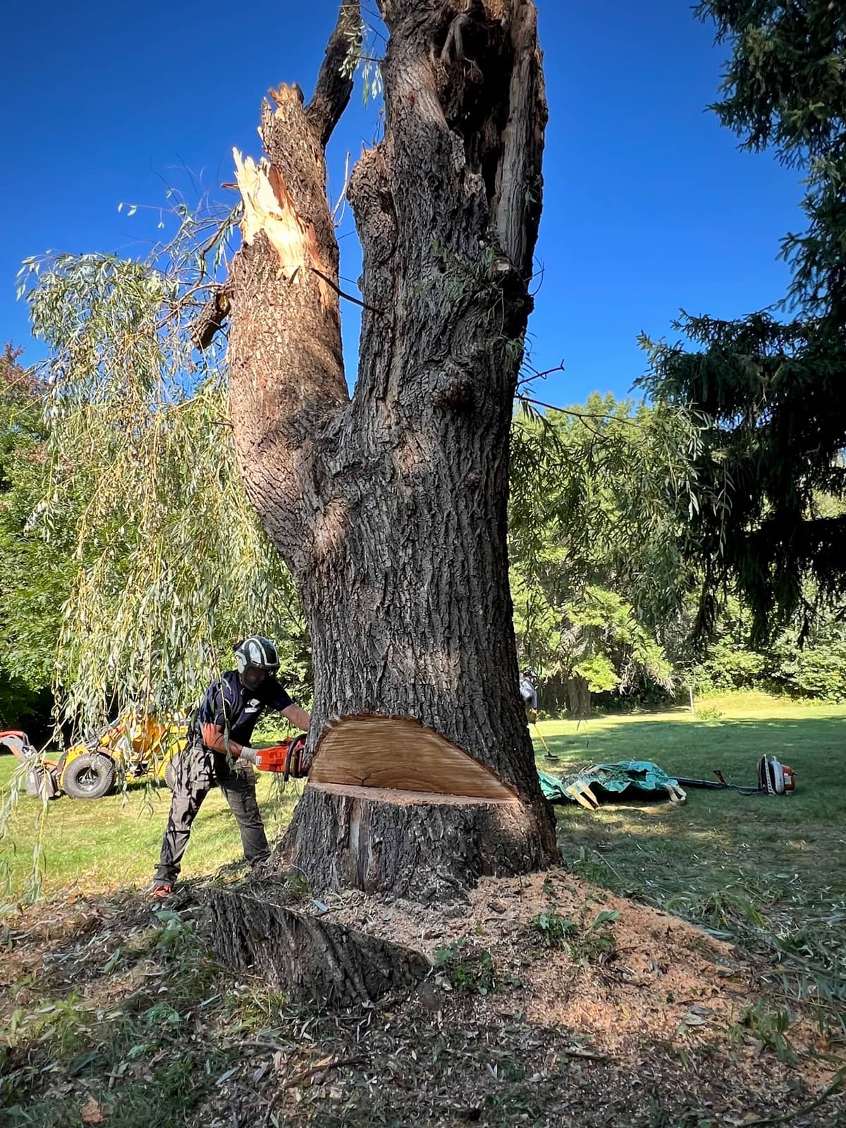 Arborist cutting the base of a broken, hollow tree trunk.