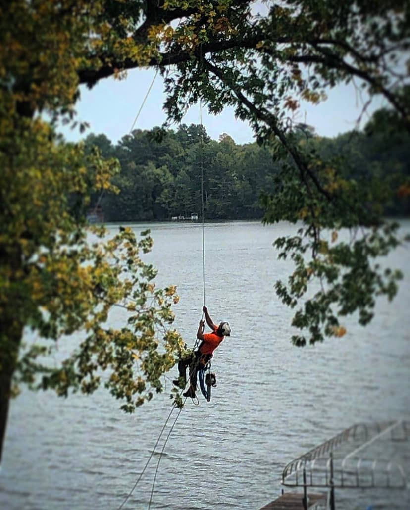 Climber suspended from a tree above the lakeshore.