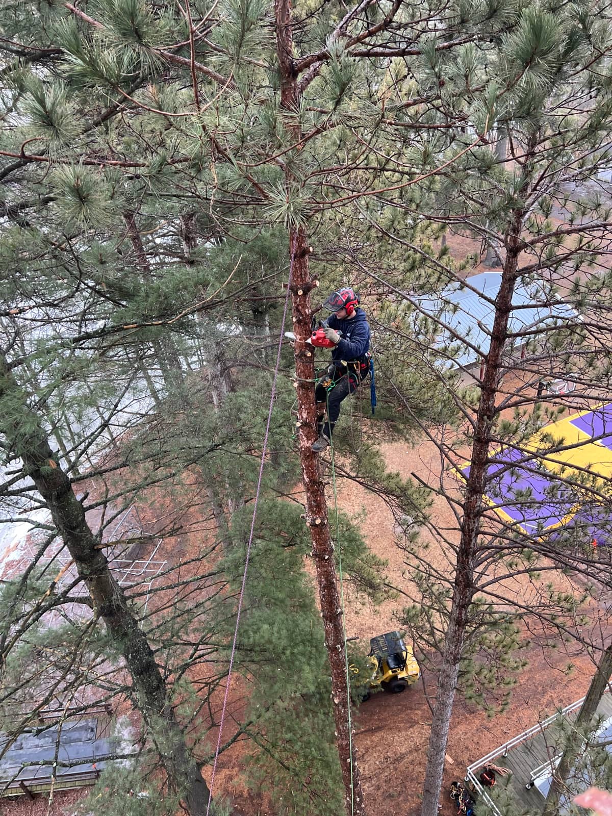 Climber working among evergreen branches above a wooded slope.