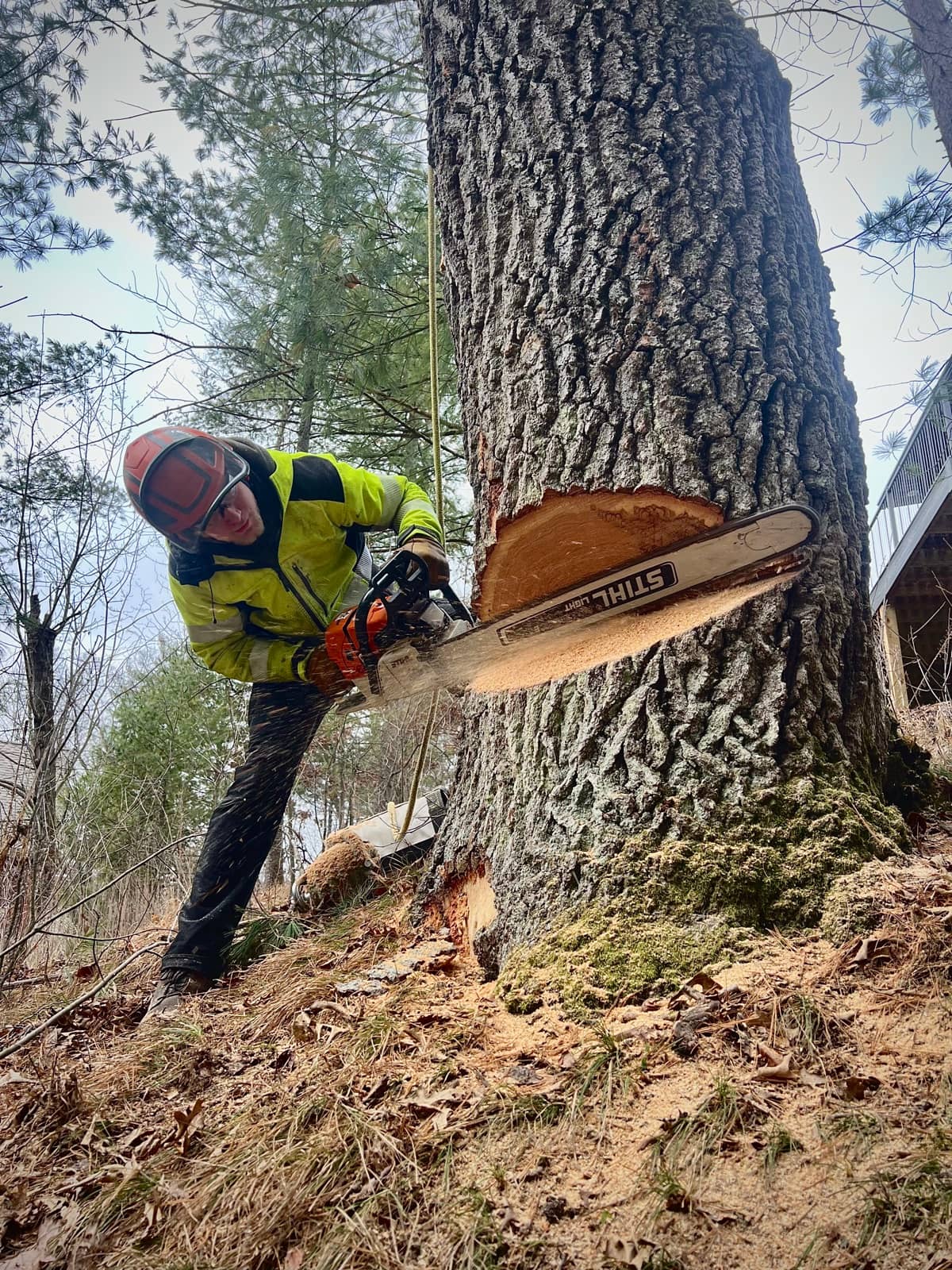 Arborist cutting a felling notch into a large tree.