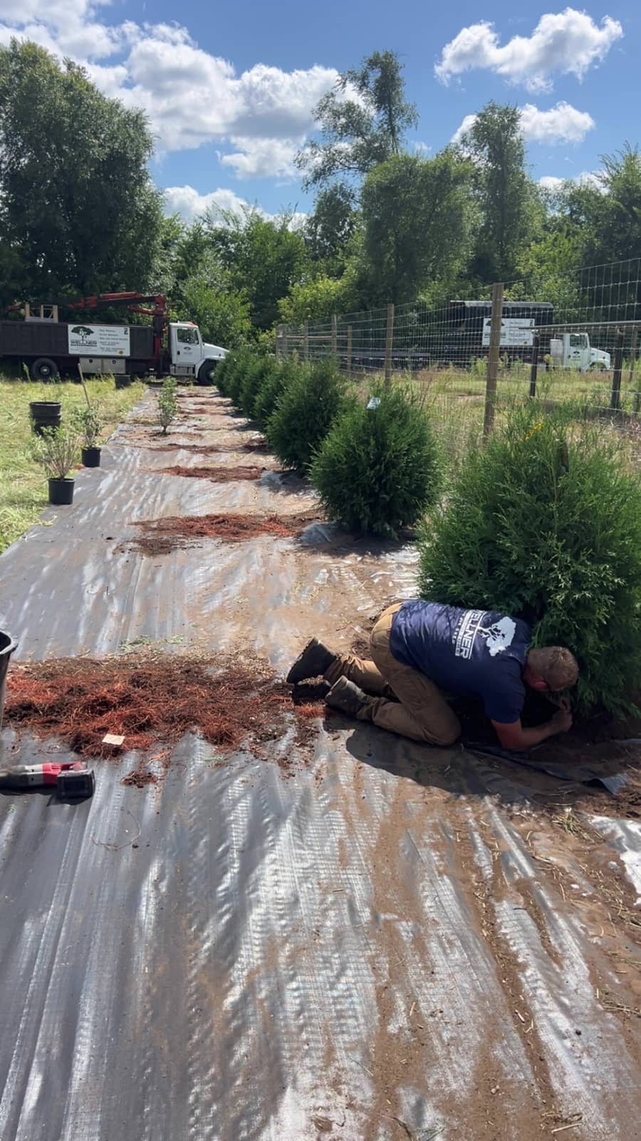 Worker tending a row of newly planted evergreens.