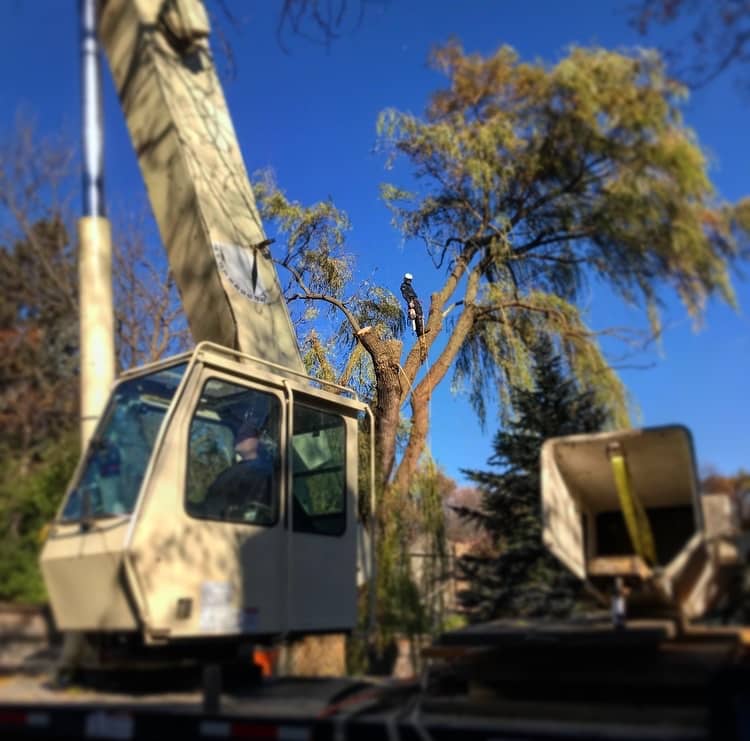 Crane set up beside a tall evergreen.