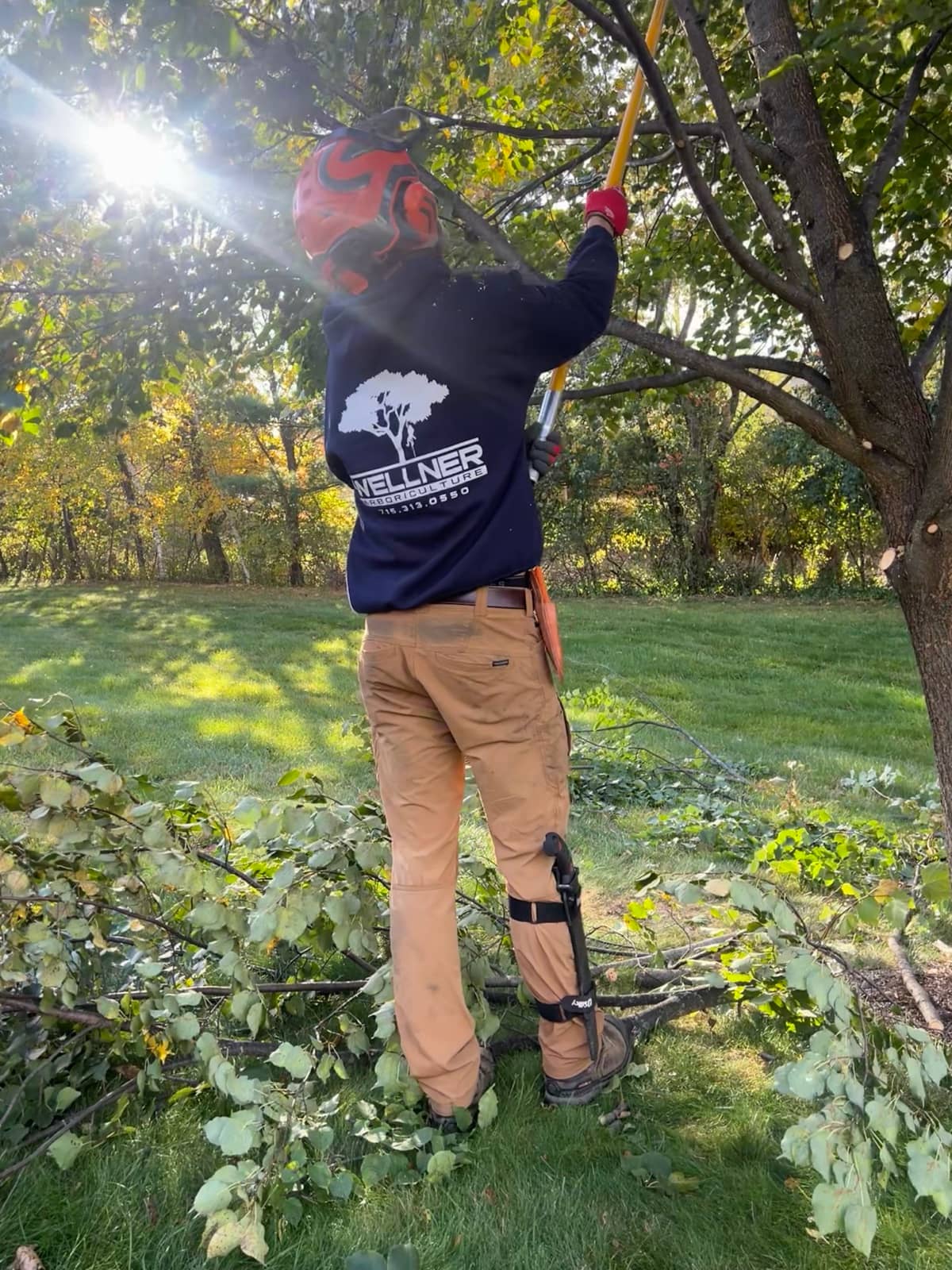 Arborist using a pole saw to prune branches.