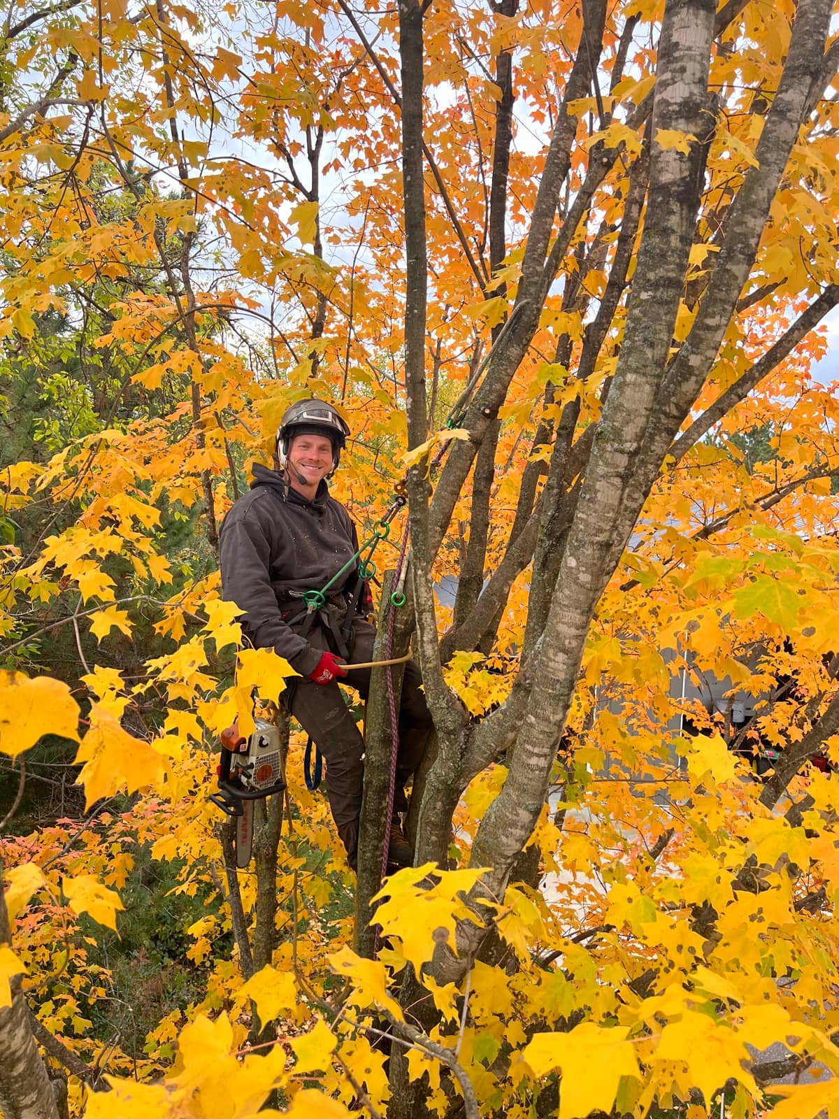 Tree climber among branches covered in yellow autumn leaves.