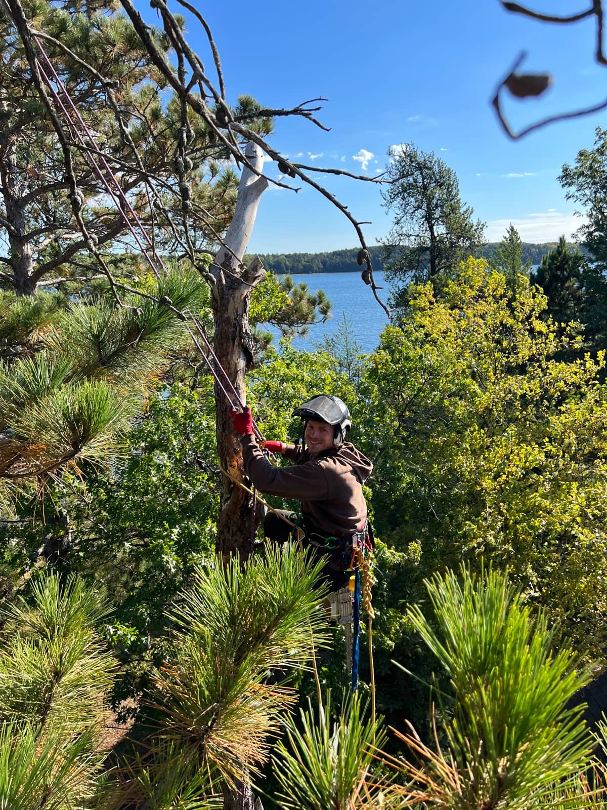 Arborist pruning a tree above the lakeshore.