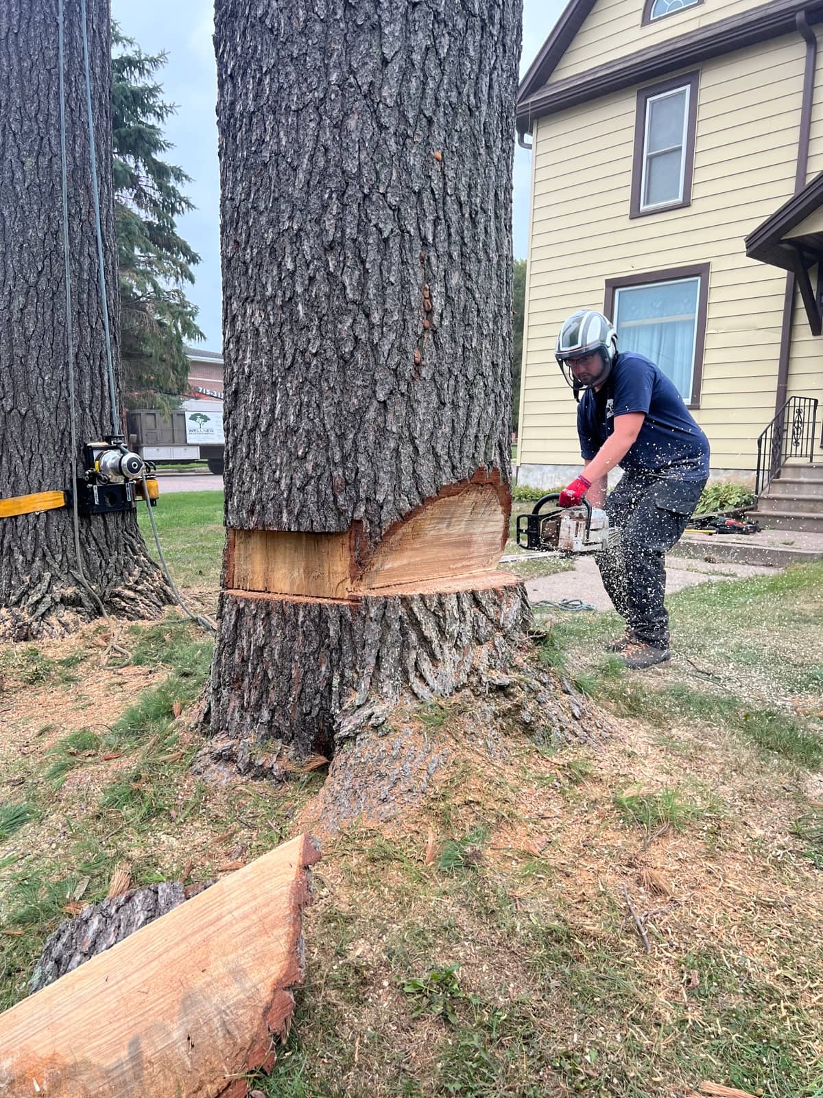 Arborist cutting a large tree beside a house.