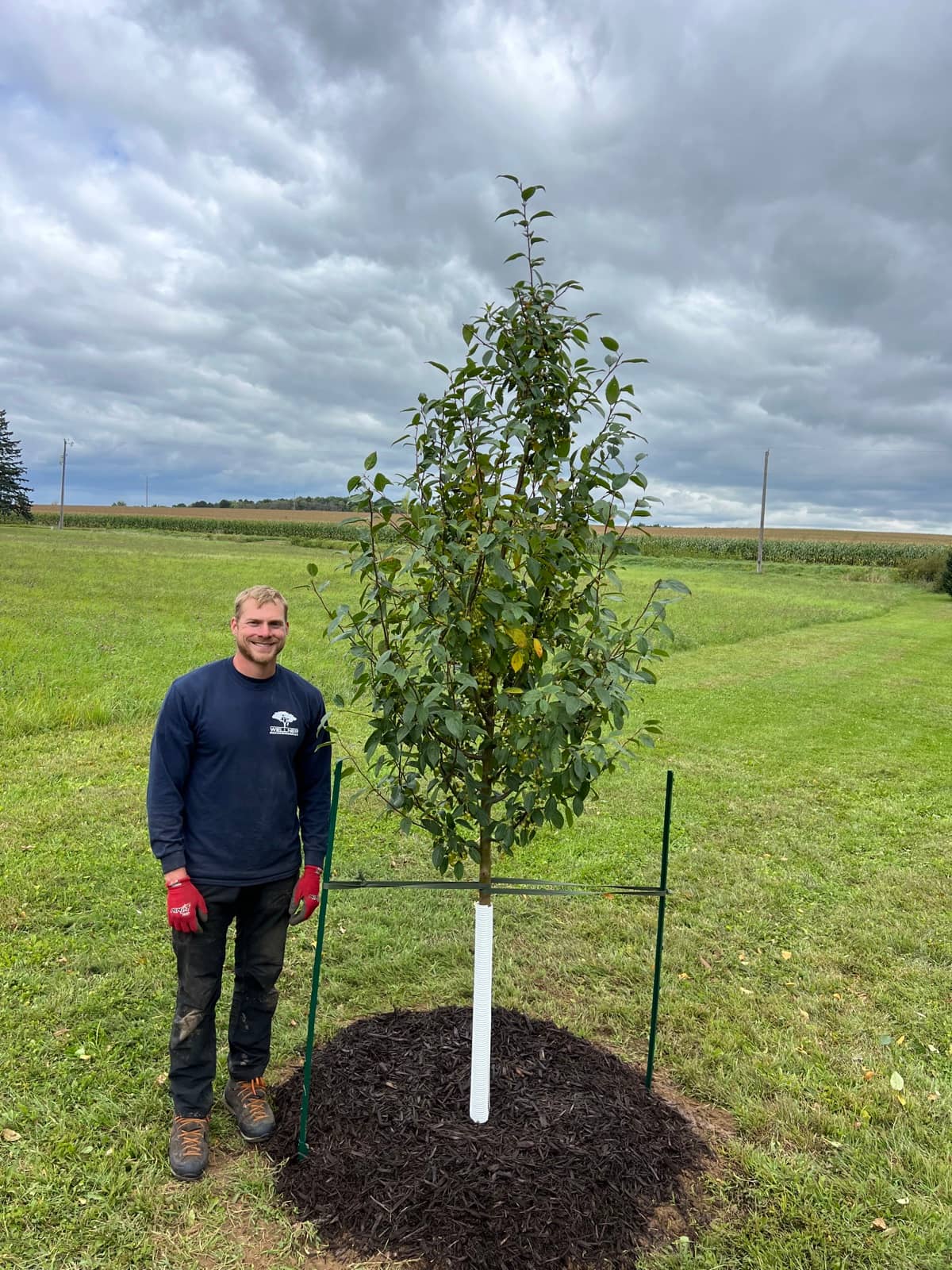 Arborist beside a newly planted tree in a grassy field.