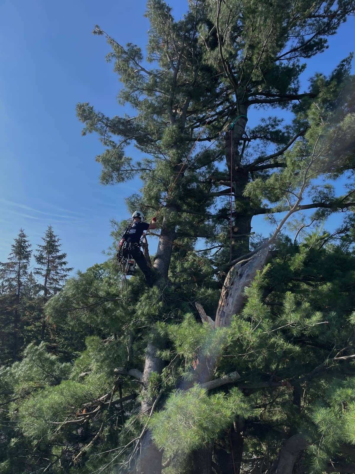 Roped climber working among branches of a large evergreen.