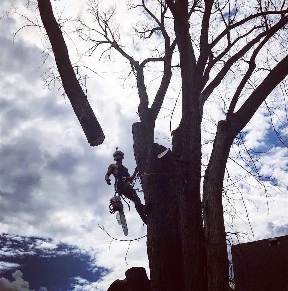 Roped tree climber beside a cut trunk section suspended in the air.
