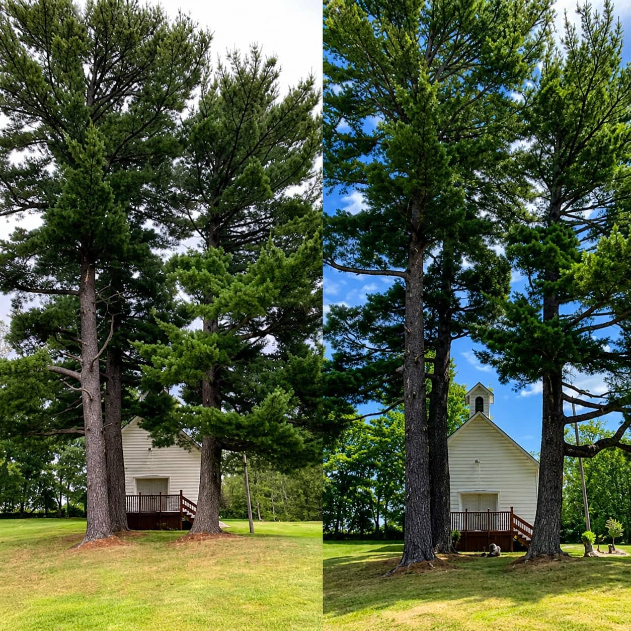 Wellner Arboriculture tree service in Clark County, WI
