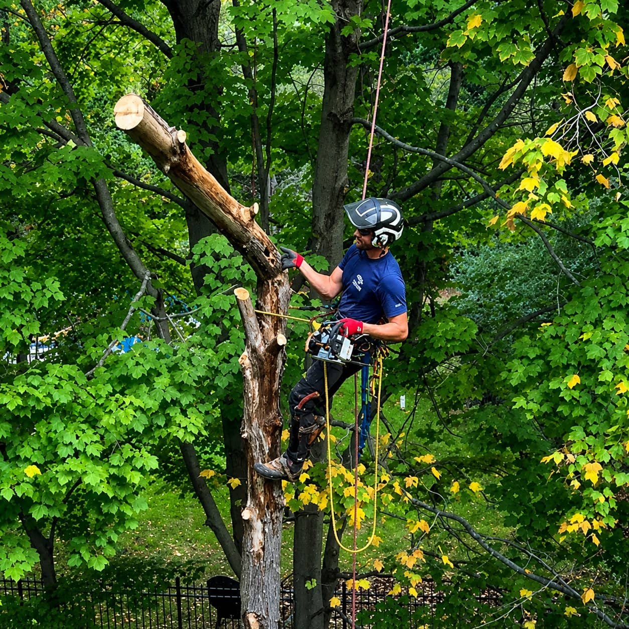 Wellner Arboriculture tree service in Gilman, WI